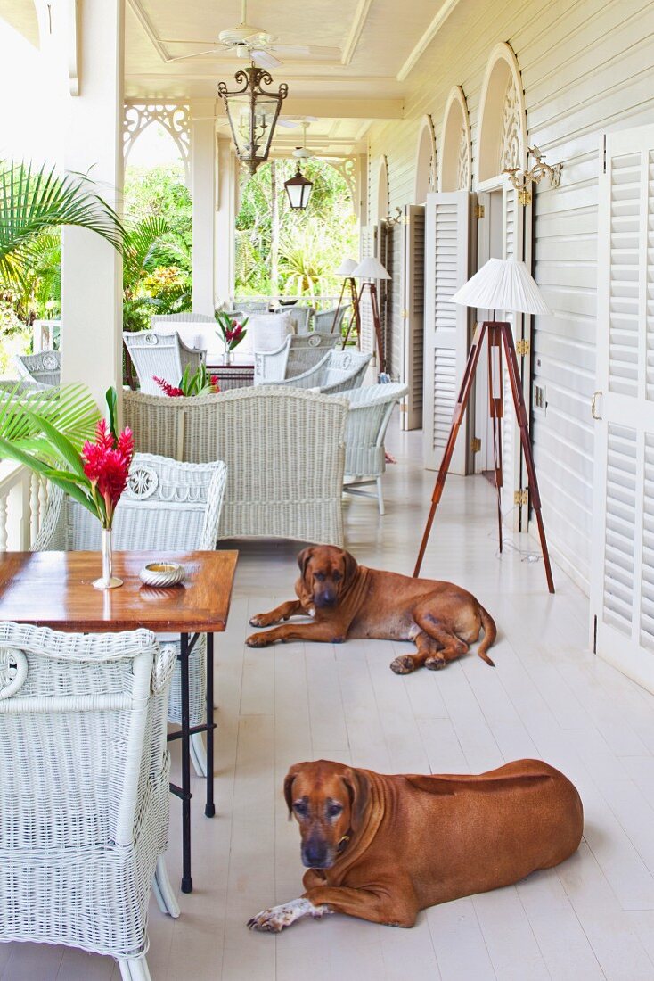 Elegante Veranda mit weissen Rattanmöbeln und Hunde auf weißem Dielenboden vor Gebäude im Kolonialstil
