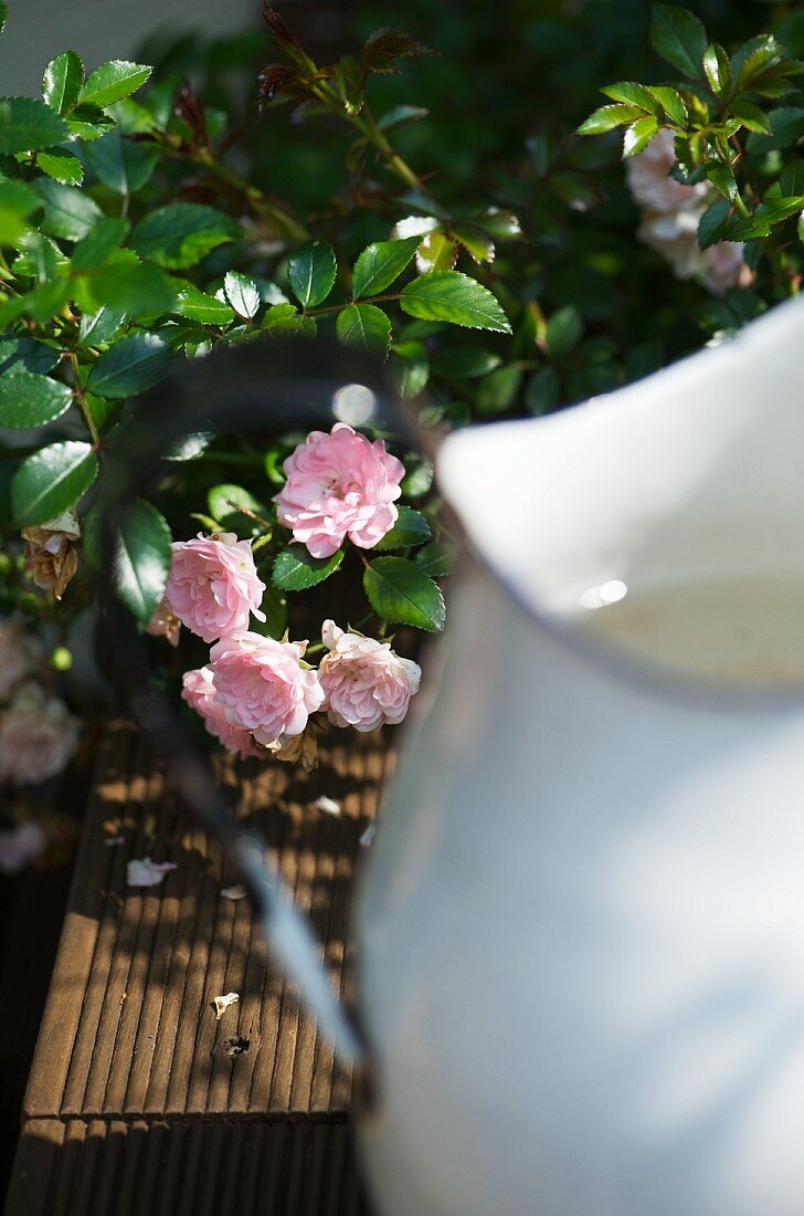 Partially visible vintage metal jug in front of flowering rosebush