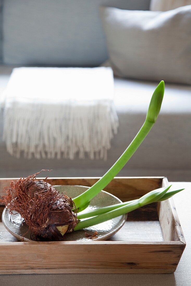 Dish of amaryllis shoots and bulb on wooden tray on table in front of sofa