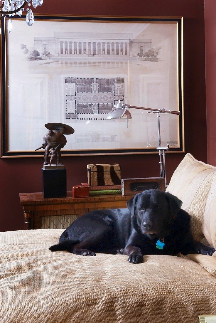 Schwarzer Labrador auf Bett vor Retro Stehleuchte und gerahmte Architekturzeichnung an dunkelroter Wand