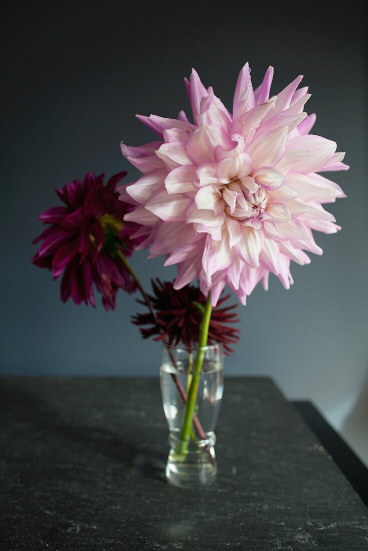 Large Pink Dahlia in a Small Glass Vase with Two Smaller Dark Pink Flowers
