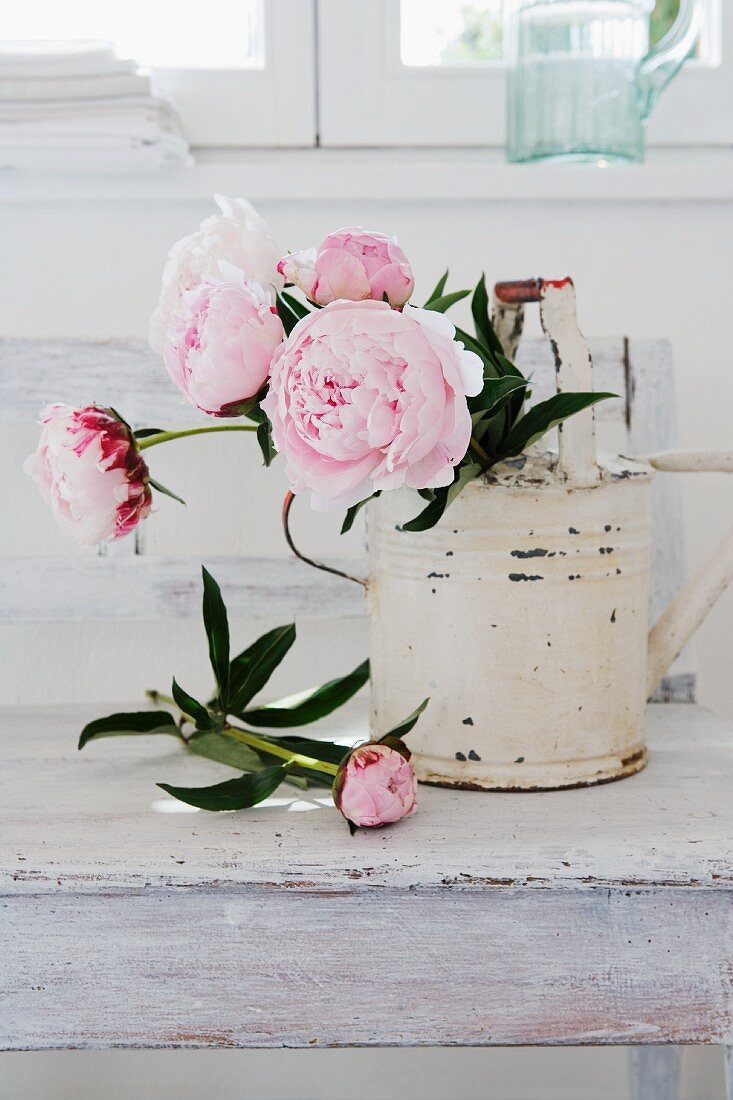Pink peonies in white, vintage-effect watering can on white-painted table top