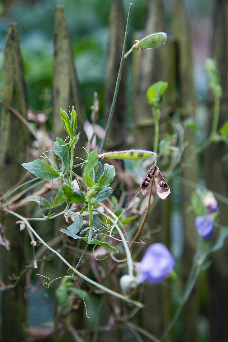 Sweet pea plant with flowers and seed pods