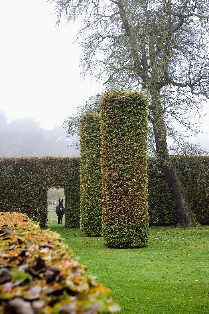 Parkähnliche Gartenanlage mit formgeschnittener Hecke & zylinderförmig geschnittenen Sträuchern