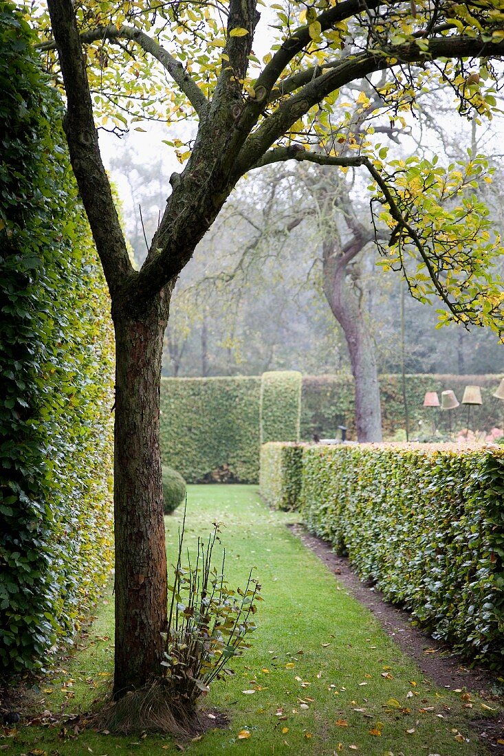 View along clipped hedge in park-style gardens