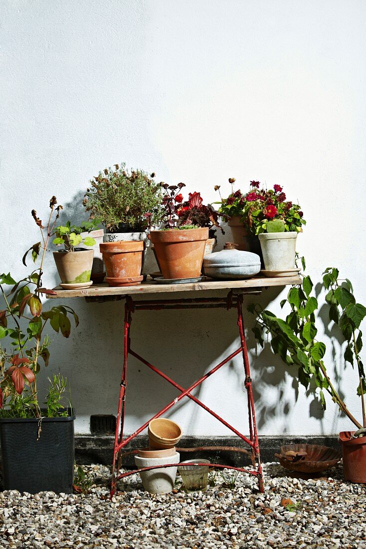 Topfpflanzen auf einem Gartentisch an der Hauswand