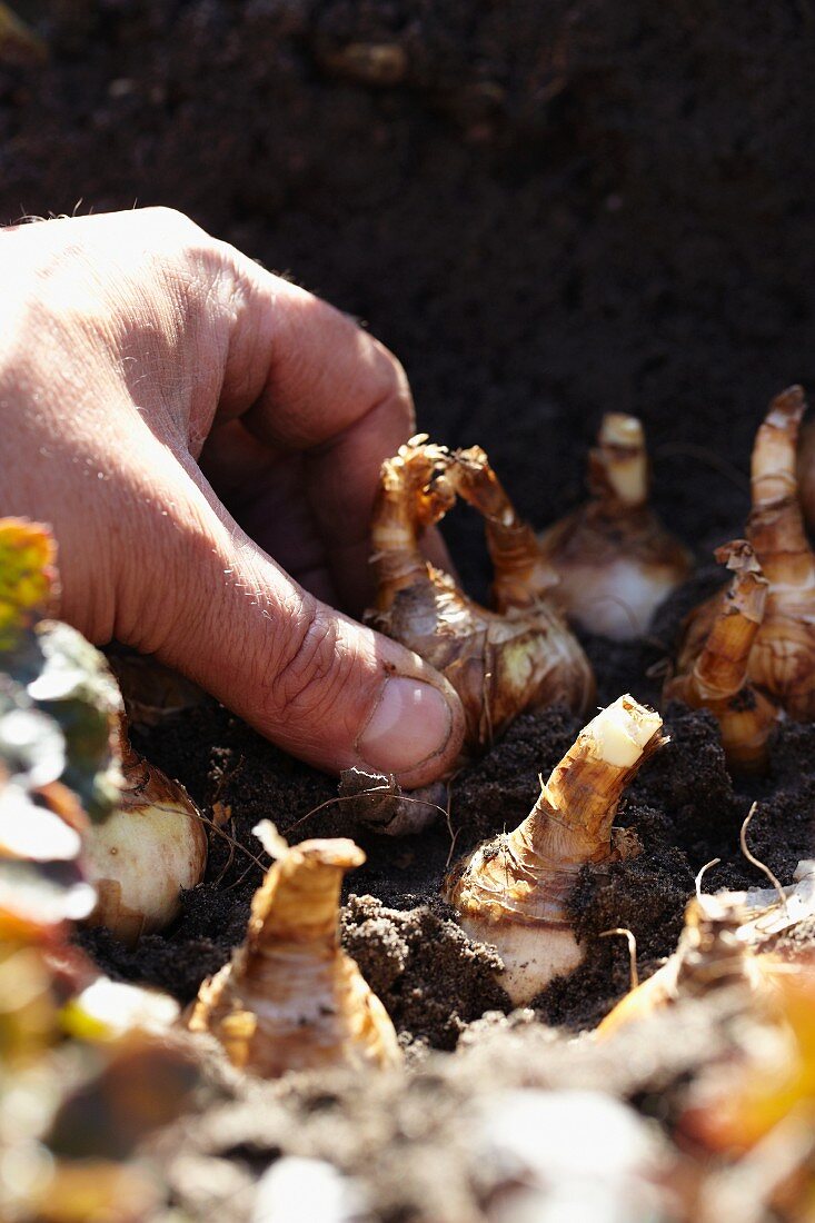 Hand pflanzt Narzissenzwiebeln in die Erde
