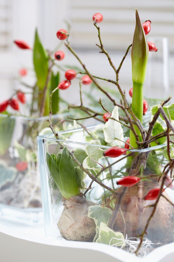 Arrangements of amaryllis and hyacinth bulbs with twigs of rosehips