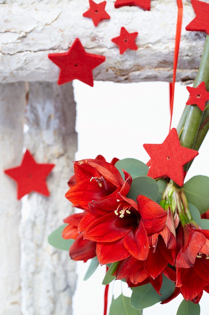 Rote Amaryllisblüten (Sorte Rapido) und rote Filzsterne als Weihnachtsdeko