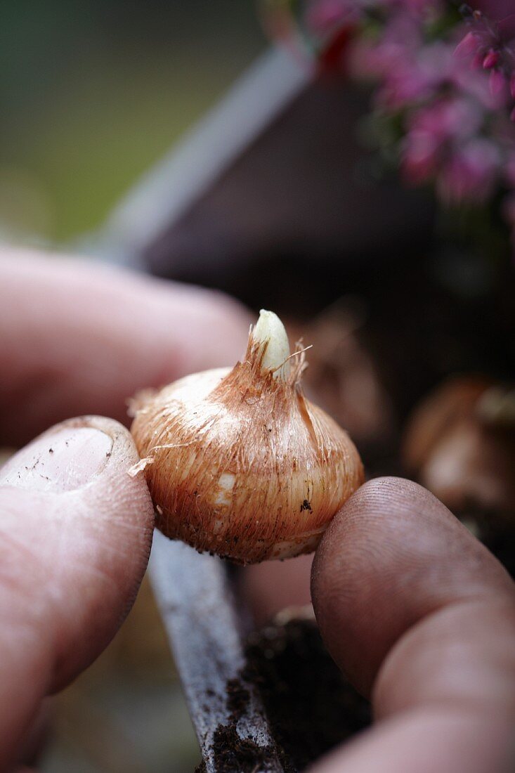 Hand hält eine Krokuszwiebel