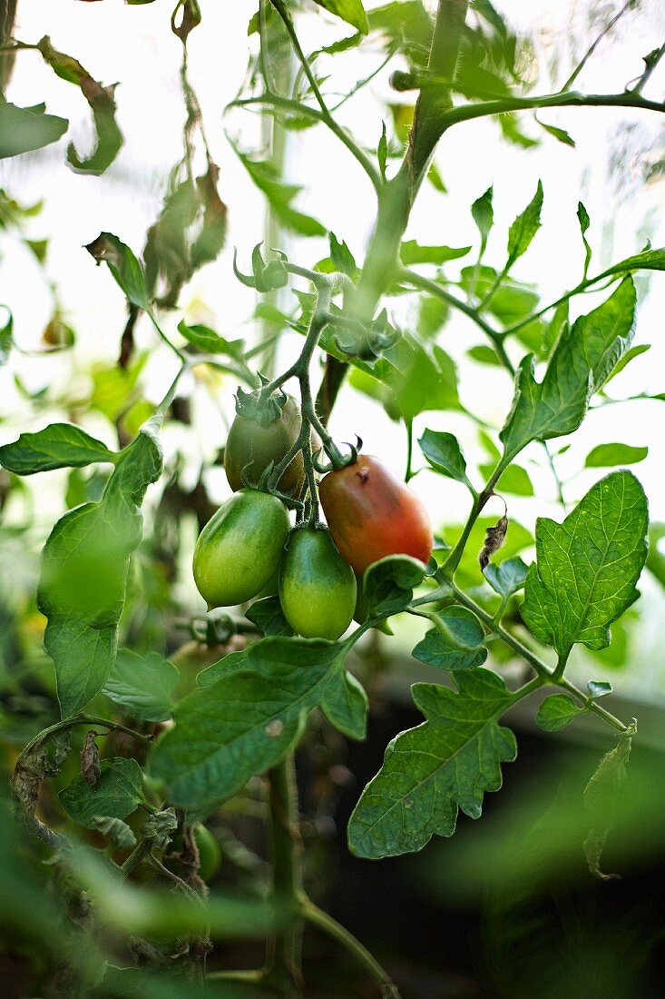 A tomato plant in the garden