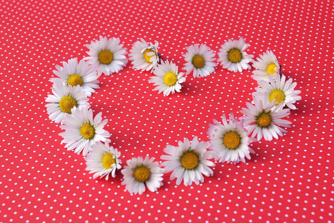 Heart shape of daisies on red and white spotted surface
