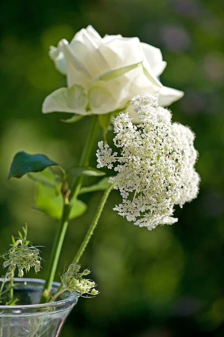 weiße Rose und Wilde Möhre (Daucus carota subsp. carota) in einer Vase