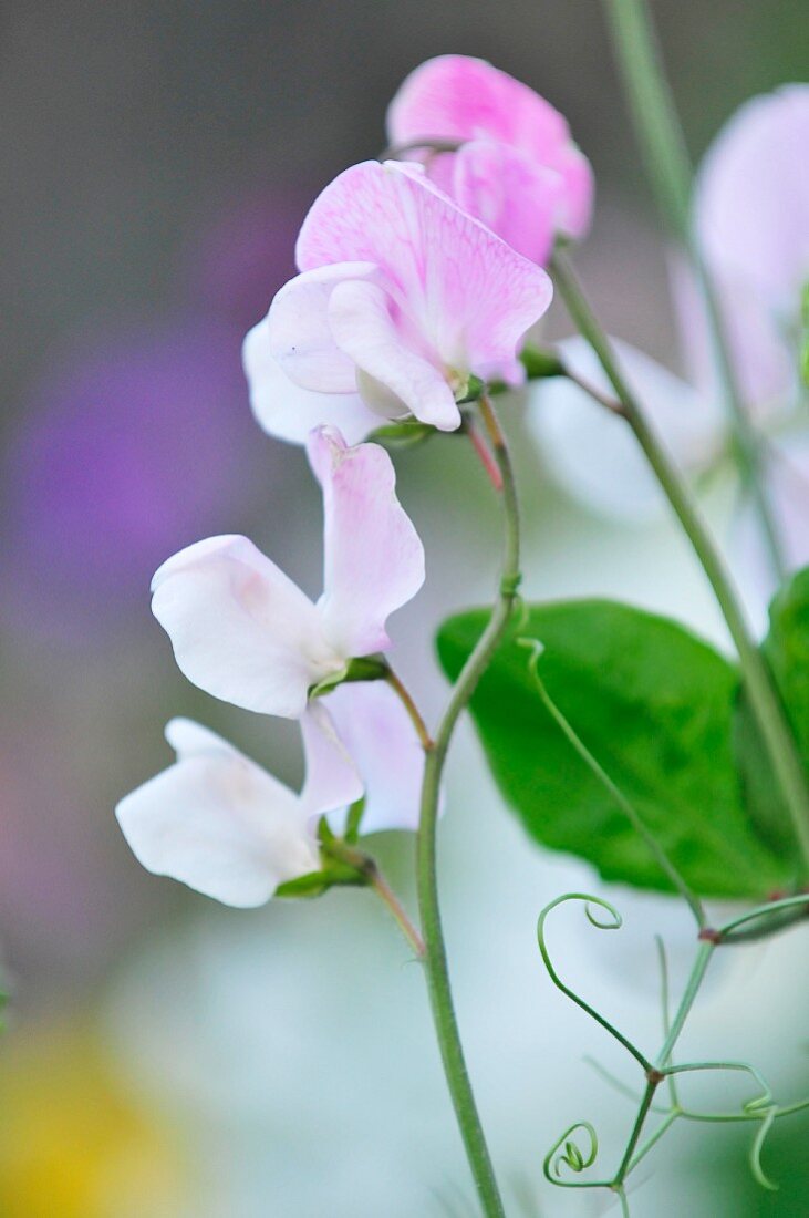 Lilac sweet pea flowers