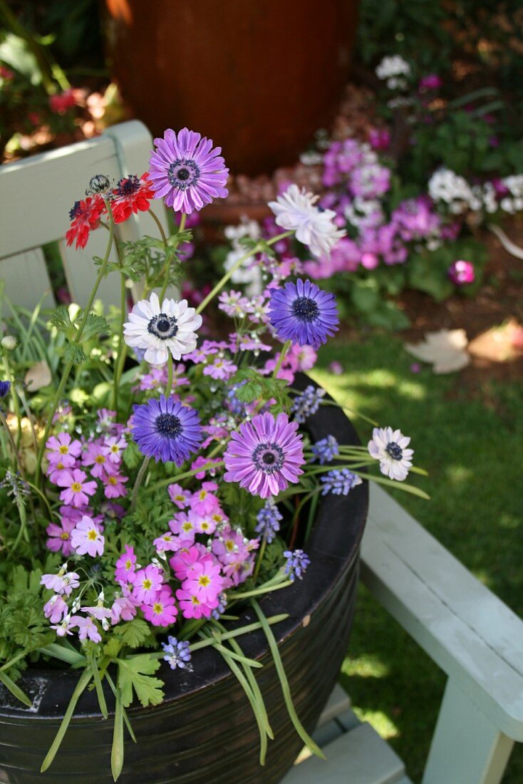 Pot of flowering spring plants on garden bench