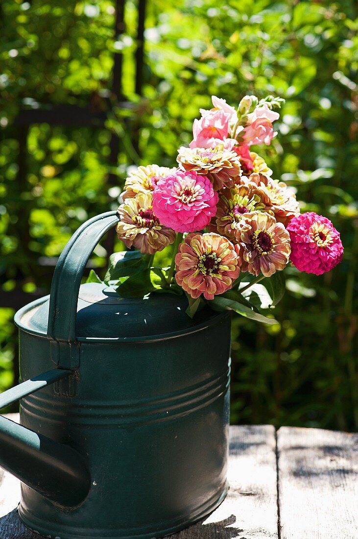 Bouquet of zinnias in watering can
