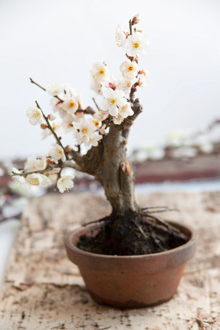 Pflaumen-Bonsai (Prunus)