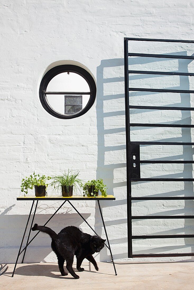 Port hole and glass door with lattice metal frame casting shadows; cat playing below plants on table