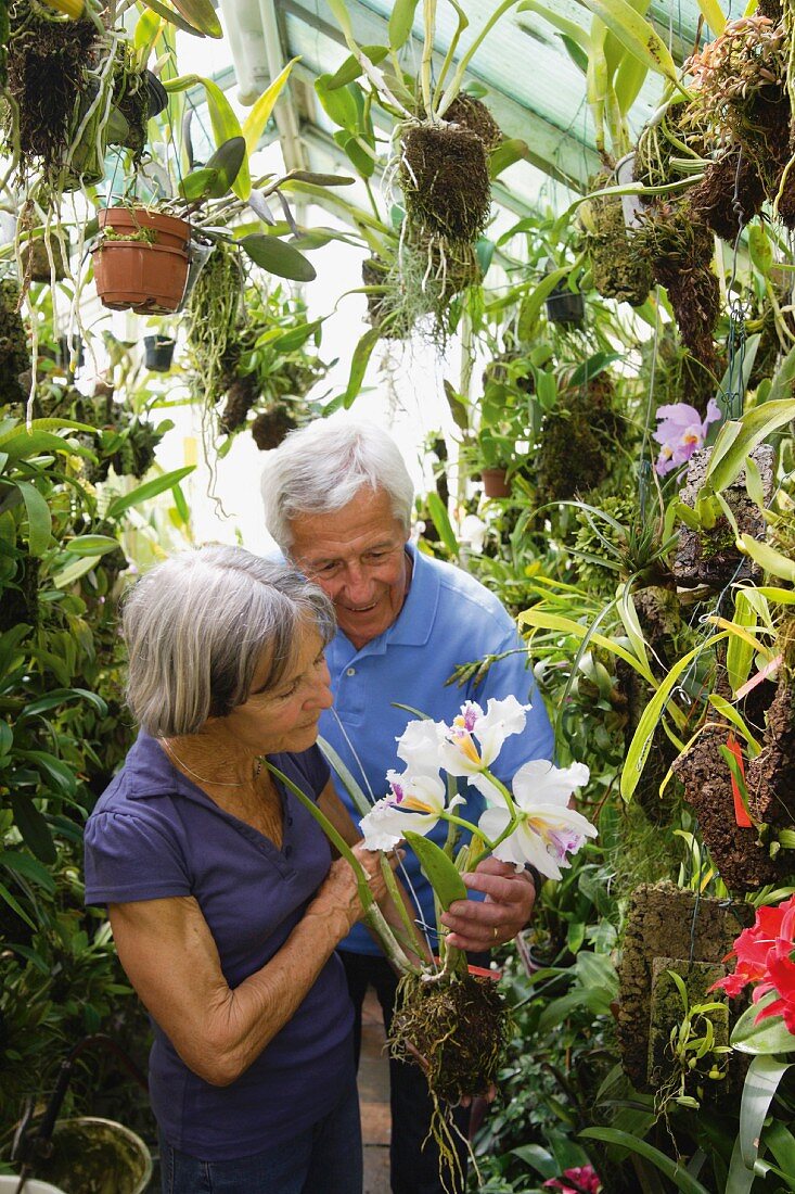 Älteres Paar gärtnert im Orchideenhaus