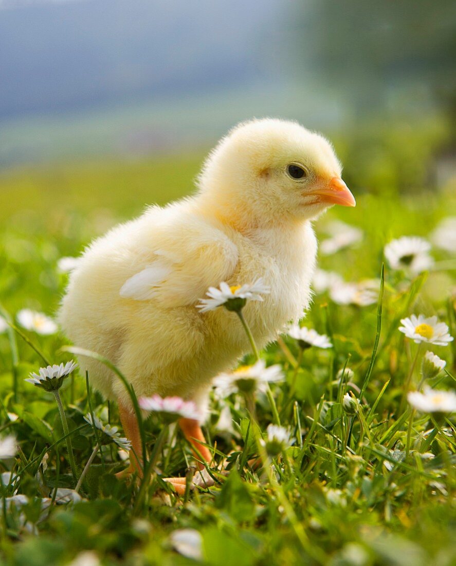 A chick on a field surrounded by daisies