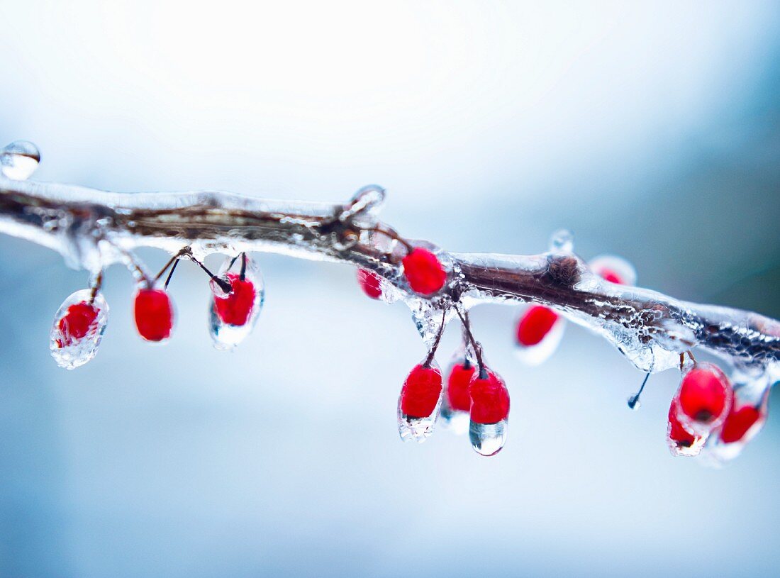 Icy holly branch