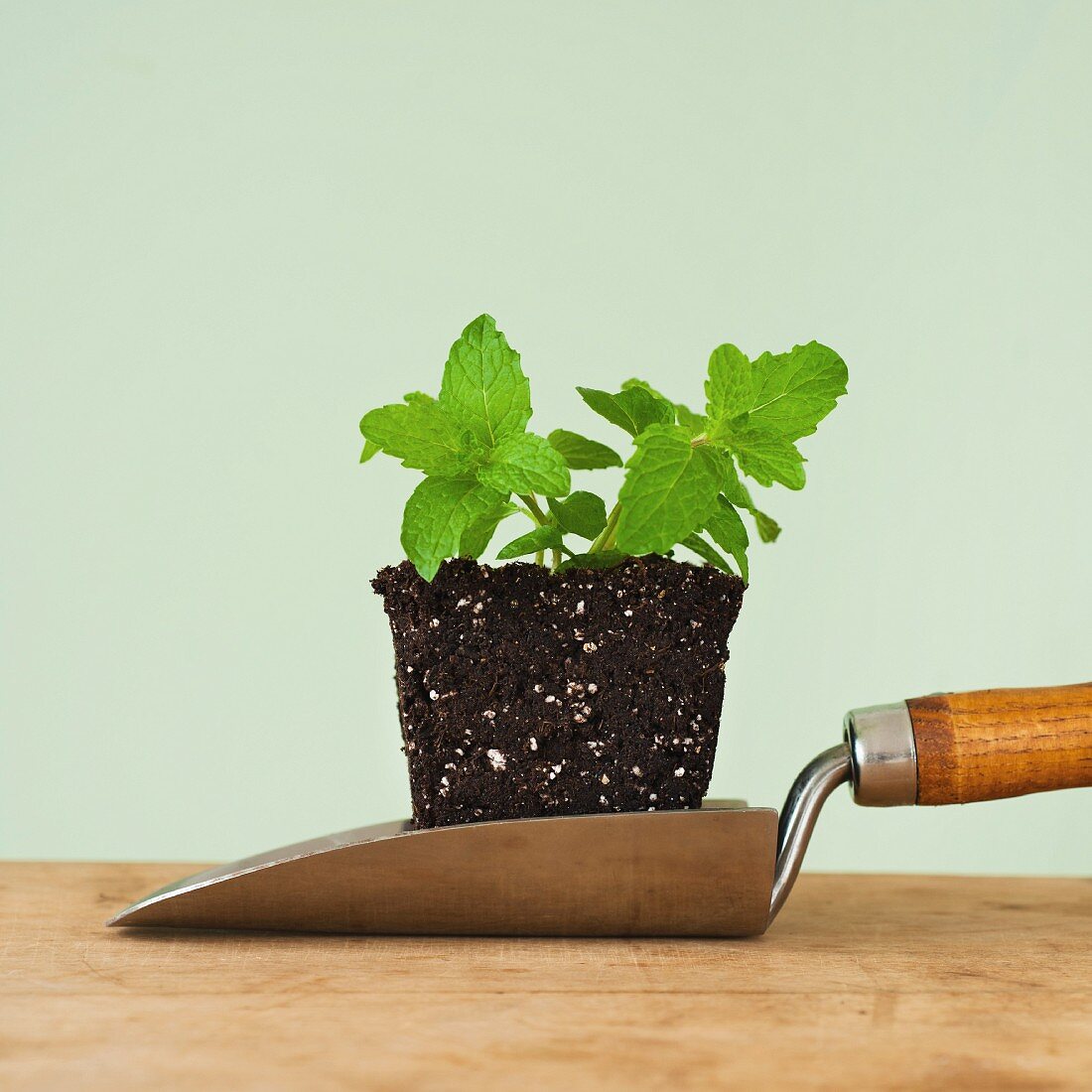 Close up of mint seedling on shovel, studio shot