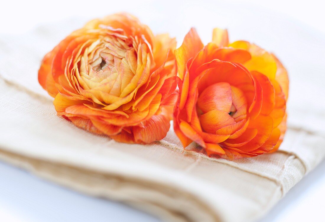 Studio shot of orange Ranunculus on napkin