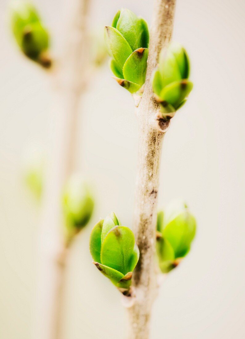 Close up of green buds on branch