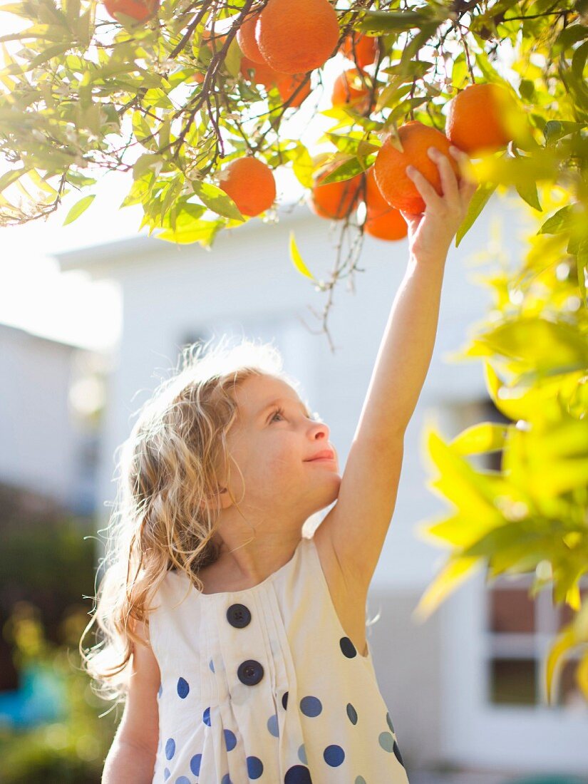 Mädchen greift nach Orangen auf dem Baum
