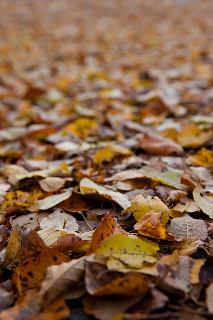 Many autumn leaves (whole picture)