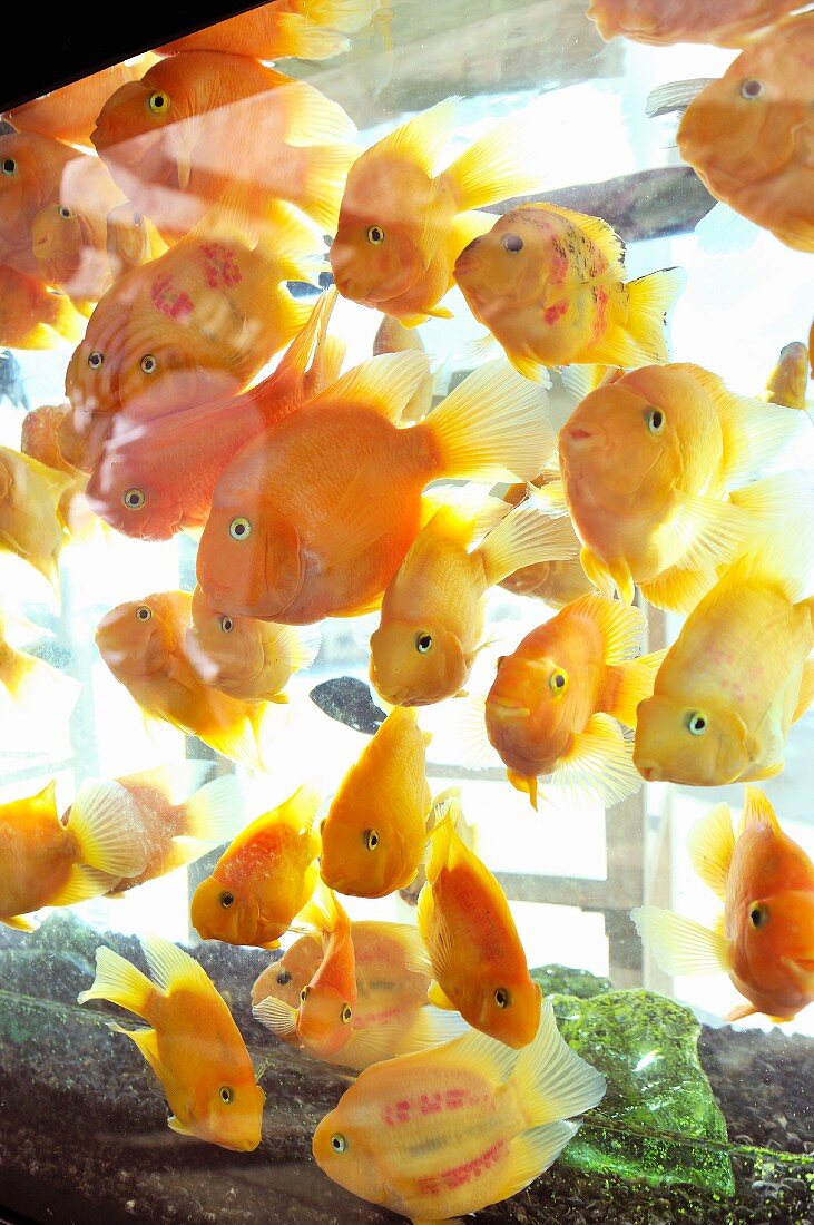 Aquarium mit goldgelben Fischen