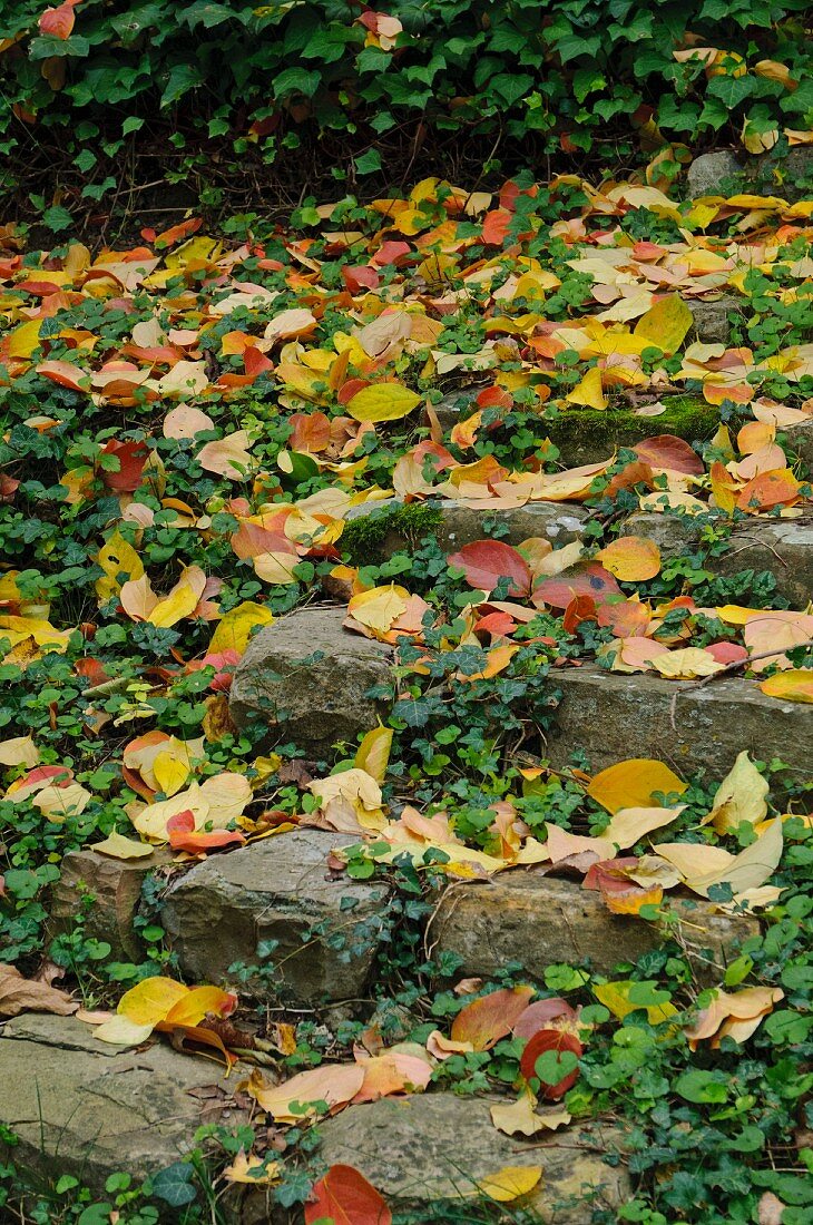 Bunter Herbstlaub auf rustikalen Steinstufen im Garten