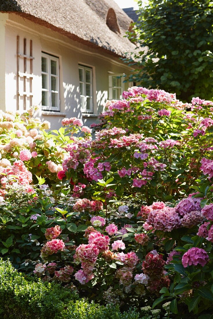Blühende Hortensienbüsche vor traditionellem, reetgedecktem Wohnhaus