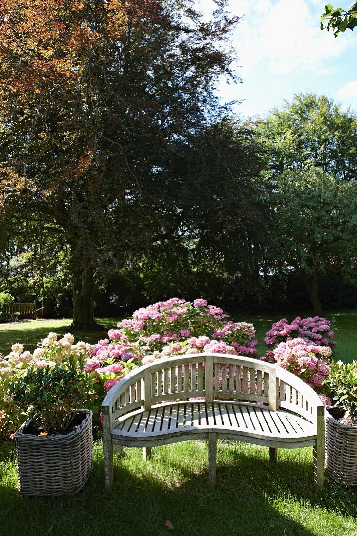 Curved garden bench in front of flowering hydrangea bushes