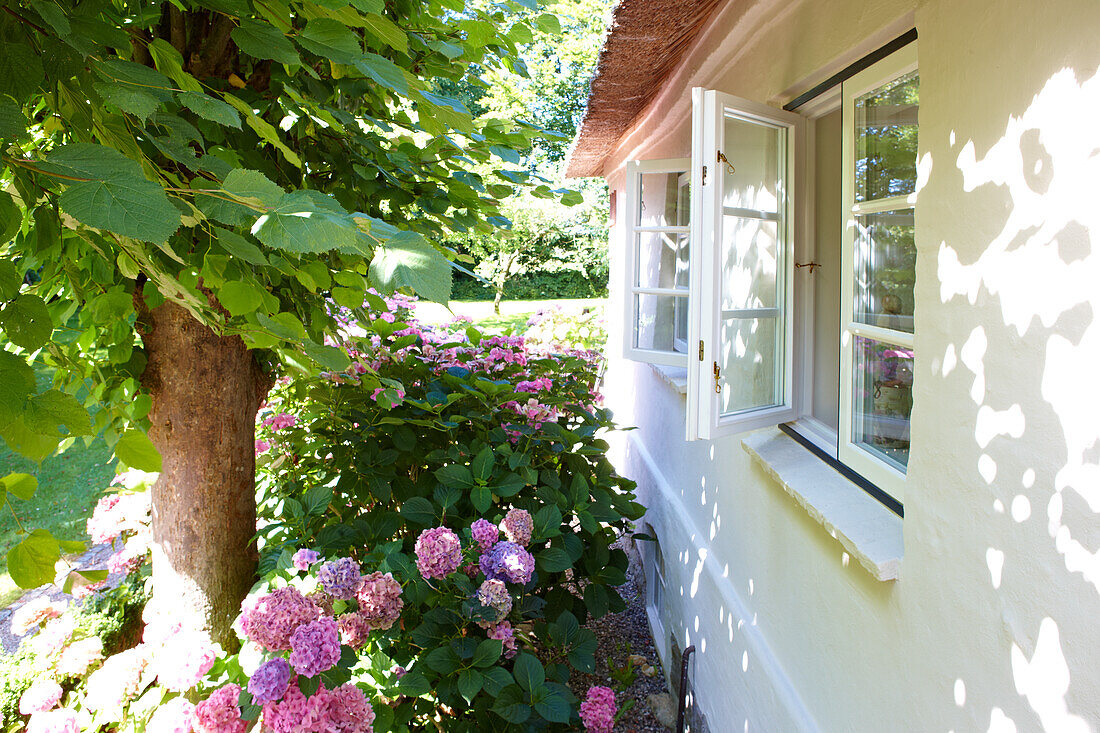 Blühende Hortensienbüsche und Pappeln vor traditionellem Wohnhaus mit Fensteröffnungen nach aussen