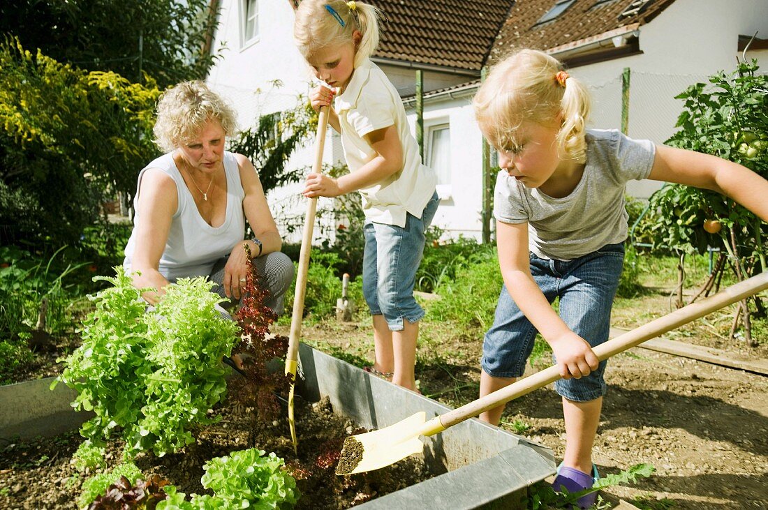 Grossmutter und Kinder arbeiten im Gemüsegarten