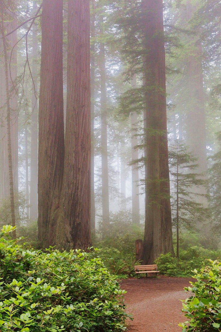 Mammutbäume im Nebel (Redwood Nationalpark, Kalifornien, USA)