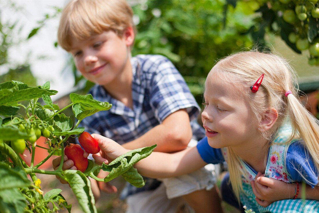 Junge und Mädchen ernten Tomaten im Garten