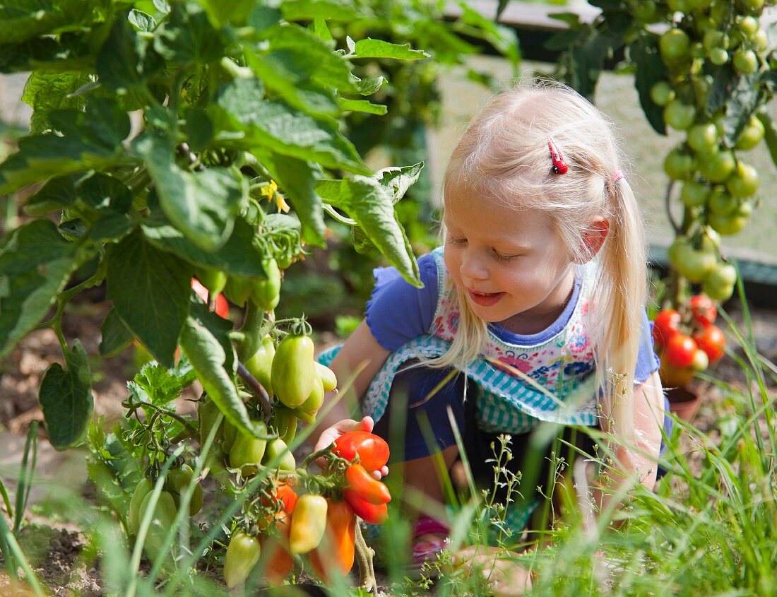 Mädchen erntet Tomaten im Garten