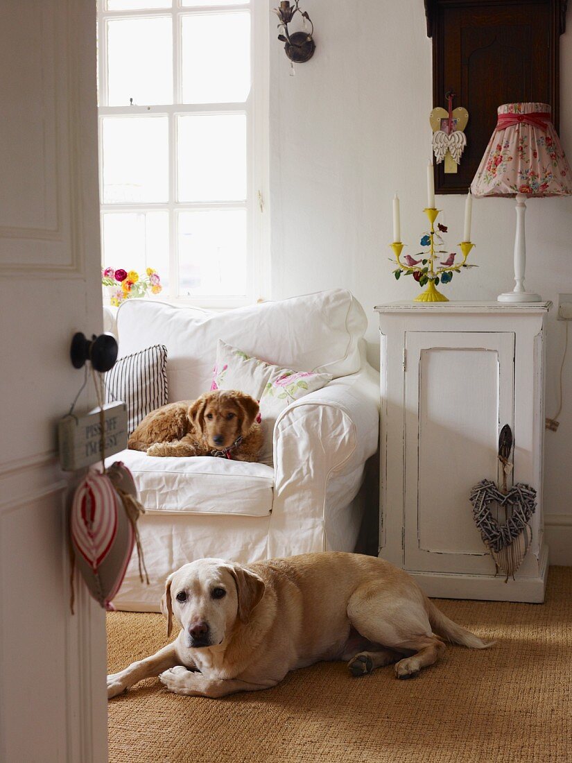 Zwei Hunde im gemütlichen Arbeitsraum mit weißem Sofa, Schränkchen mit Kerzenleuchter und Tischlampe