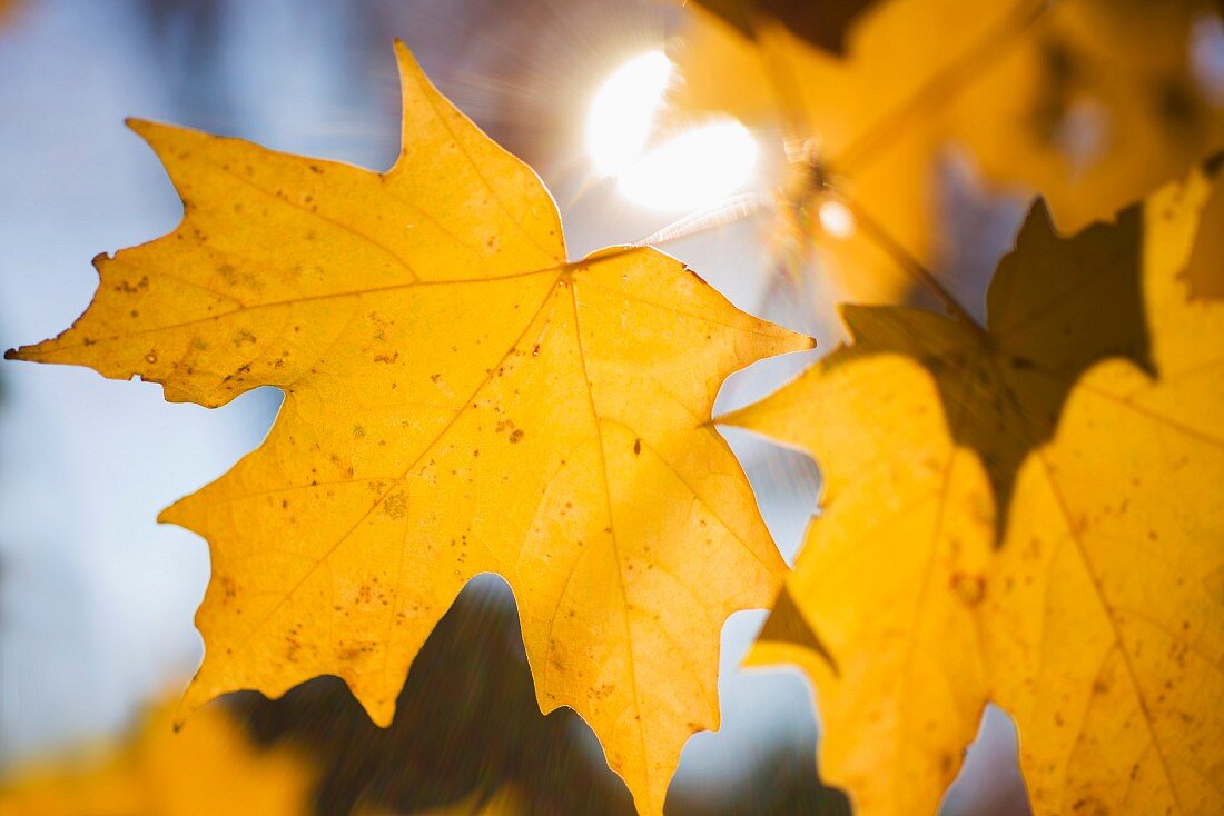 Yellow maple leaves in autumn sun