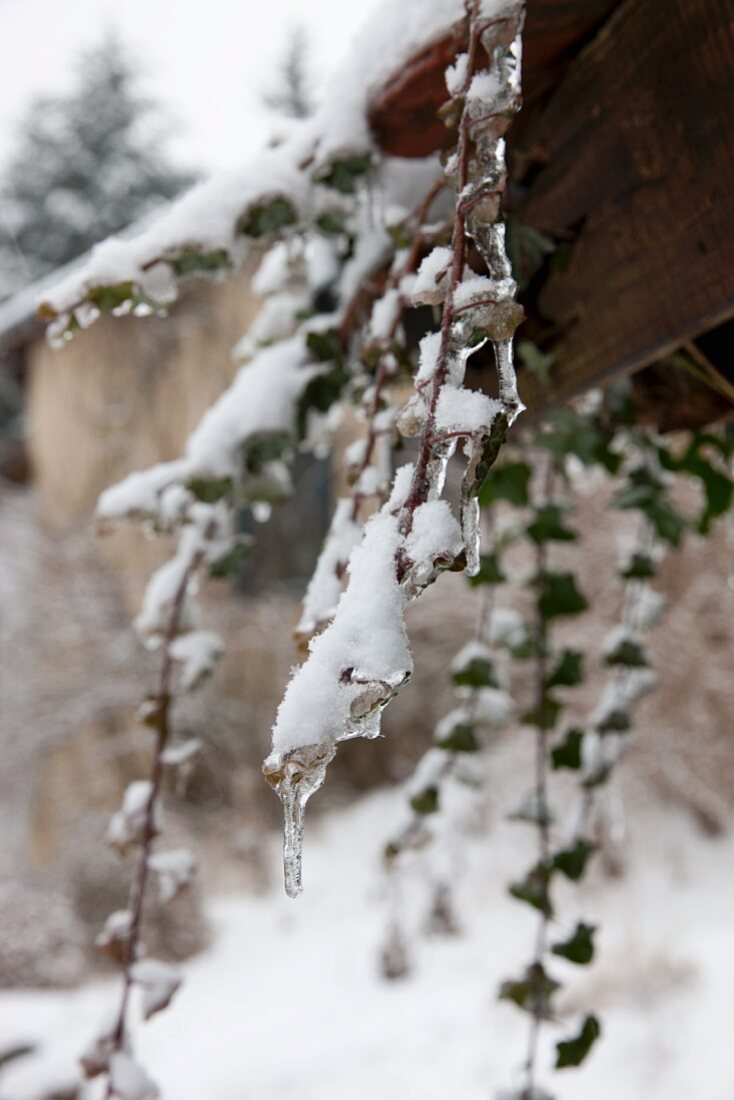 Schnee und kleine Eiszapfen am hängenden Efeu einer Hausecke
