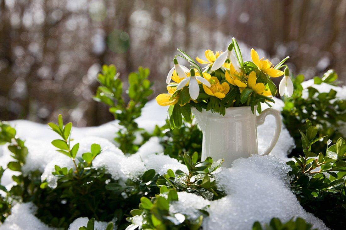 Winterlinge (Eranthis) und Schneeglöckchen in kleinem Keramikkrug zwischen Buchsbaum im Schnee