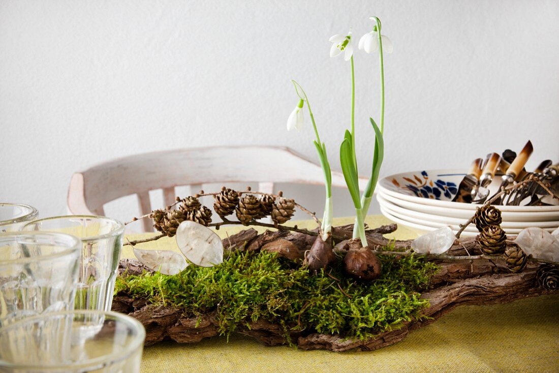 Table centrepiece: three snowdrops, moss, fir cones and honesty on piece of wood amongst stacked plates, cutlery and glasses