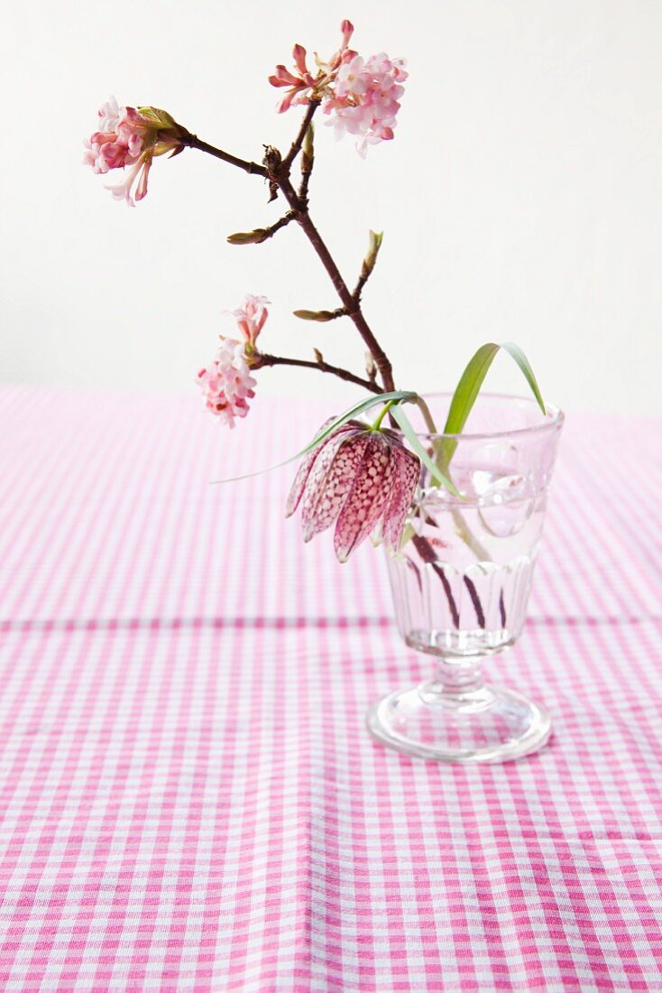 Snake's head fritillary (Fritillaria meleagris) and fragrant viburnum (Viburnum Charles Lamont) in drinking glass on gingham tablecloth