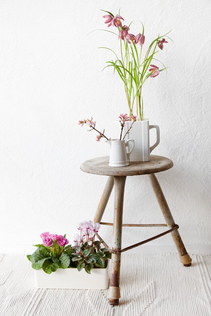 Still-life of old stool and plants (snakes'-head fritillary, fragrant viburnum, primula and cyclamen)