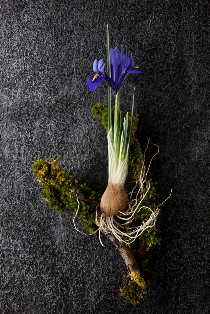 Iris mit Zwiebel und bemooste Zweige auf dunklem Untergrund