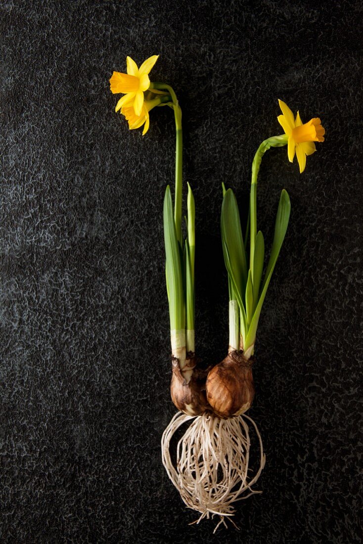 Narcissus (Tete a tete) with bulb on dark background