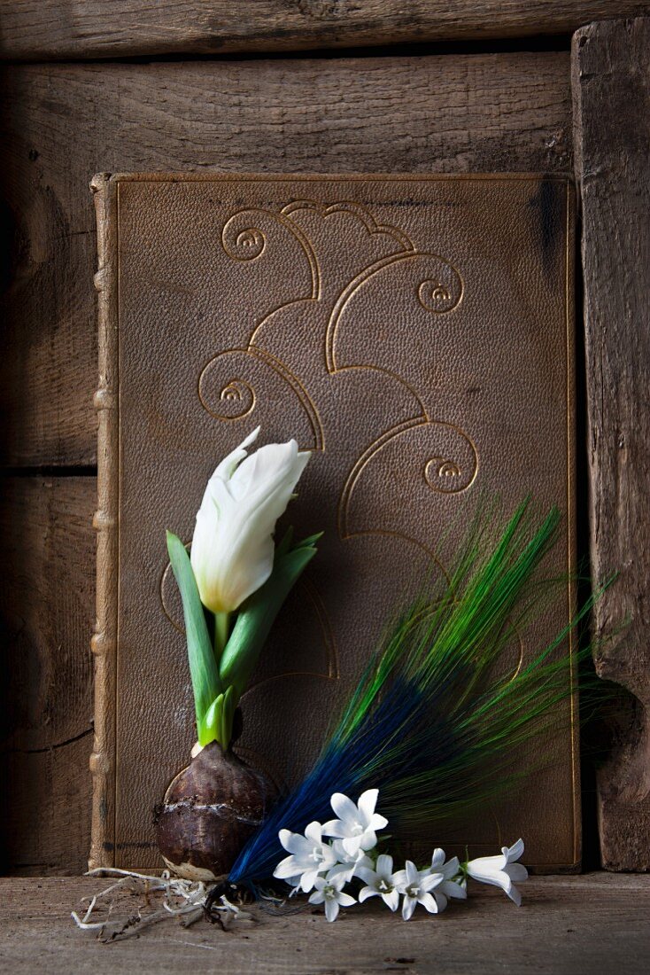 weiße Tulpe mit Zwiebel und weiße Glockenblumenblüten mit Pfauenfeder vor altem Buch