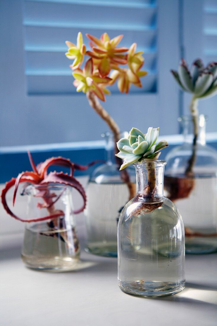 Succulents in small glass vases